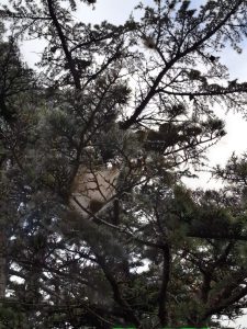 Installation d'un piège anti-chenilles par Christophe Guérin 3D.