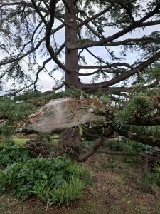 Traitement professionnel contre les chenilles processionnaires dans le Tarn.