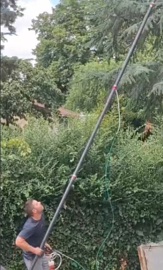 Intervention nid de frelons dans un cèdre à Mazamet.