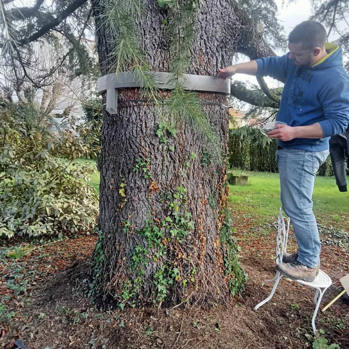 Désinsectisation chenilles processionnaires Labruguière