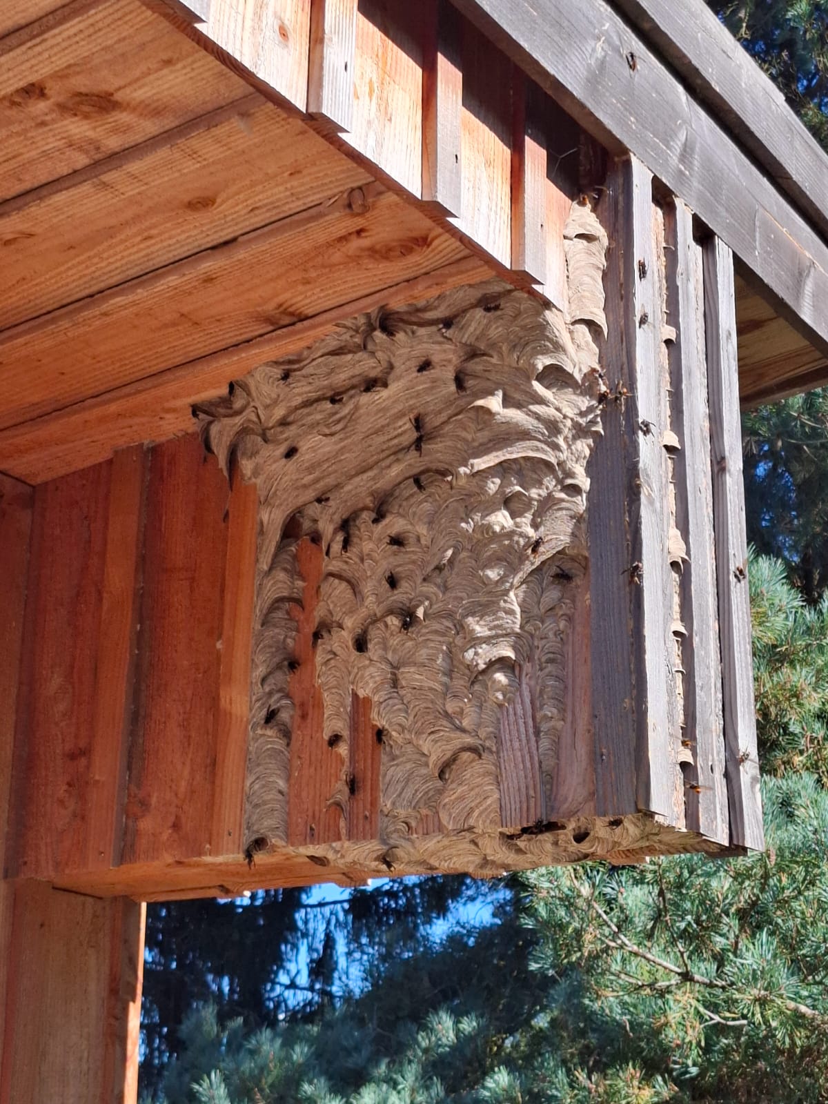 Intervention professionnelle de destruction d'un nid de frelons par Christophe Guérin 3D.