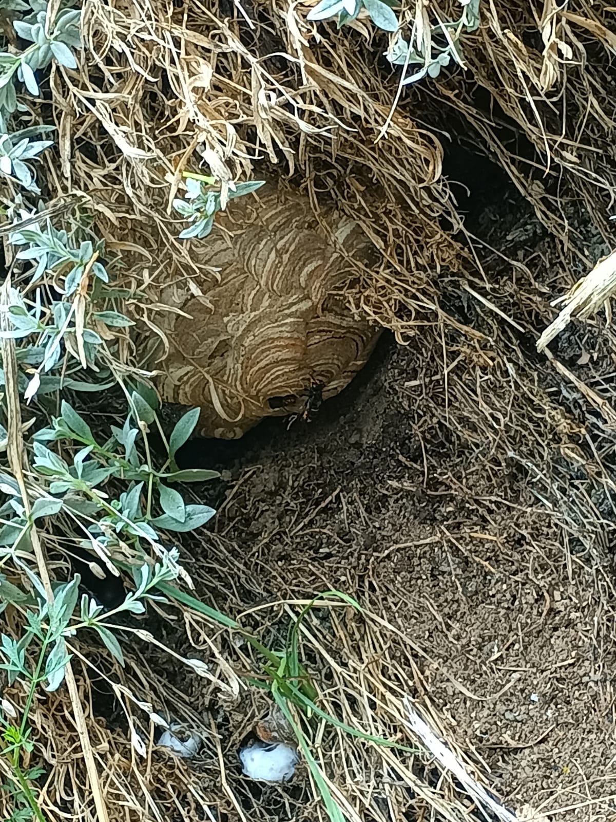 Un gros nid de frelons européens à Saint-Pons.