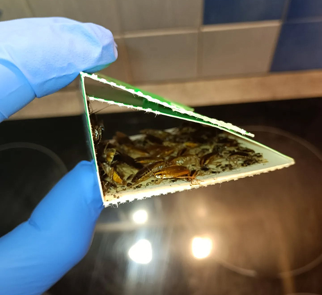 Désinsectisation Rieux-Minervois