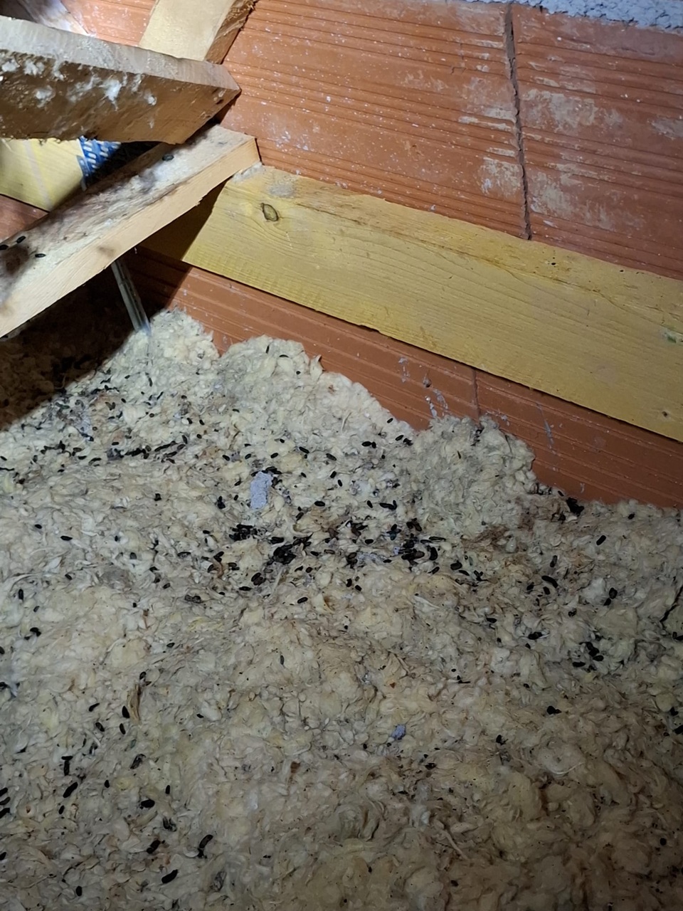Traces de déjections de rats dans un grenier à Mazamet