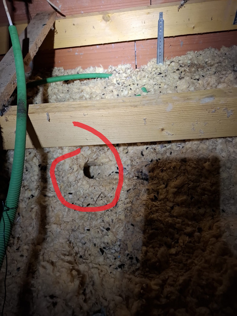 Galeries de rats creusées dans l'isolation d'un grenier