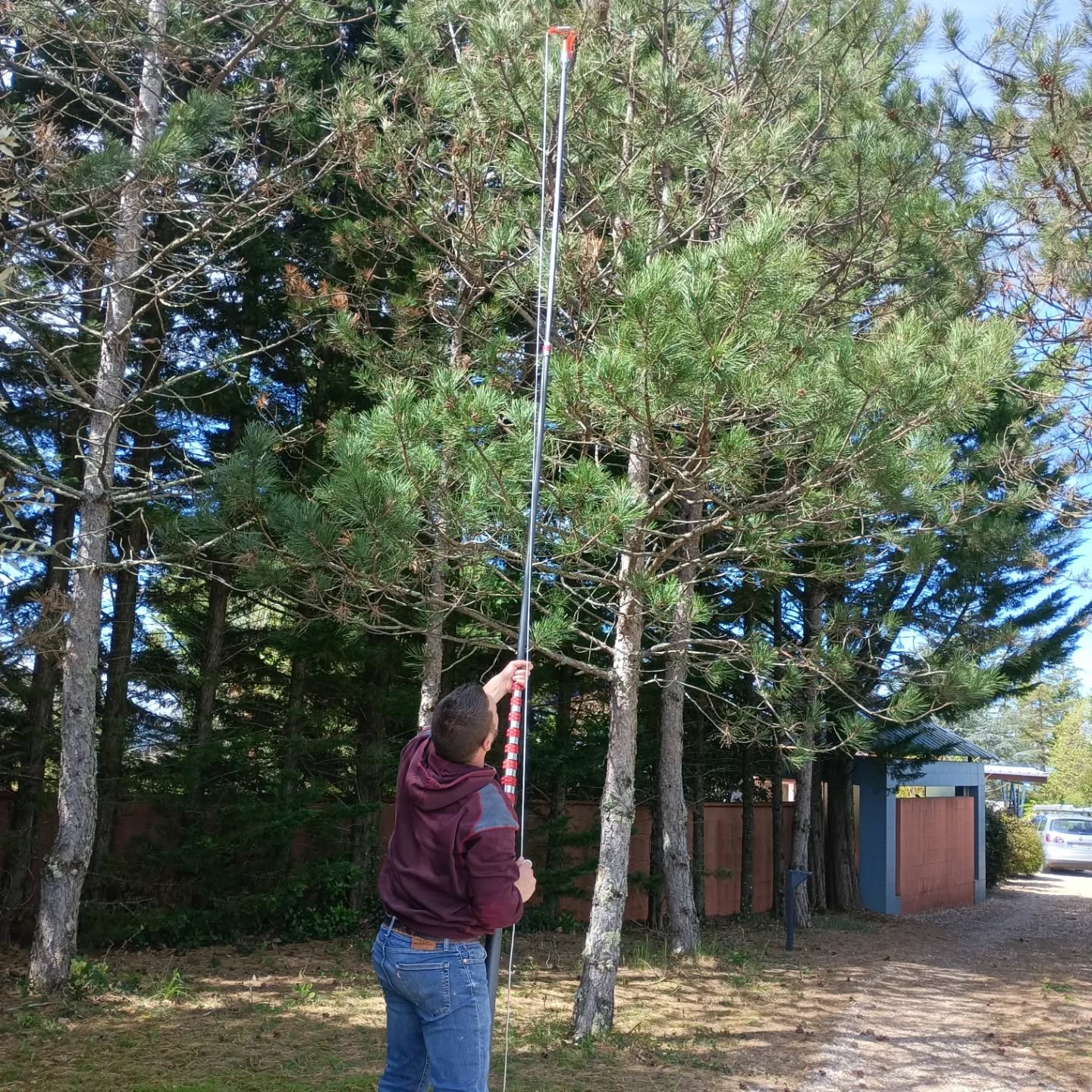 Enlèvement professionnel d'un nid de chenilles processionnaires par Christophe Guérin 3D.