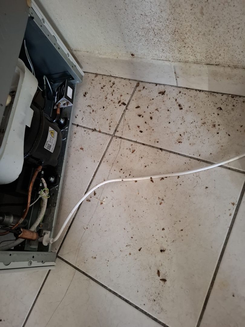 Blattes germaniques cachées derrière un réfrigérateur à Castres, découvertes lors d'une intervention.