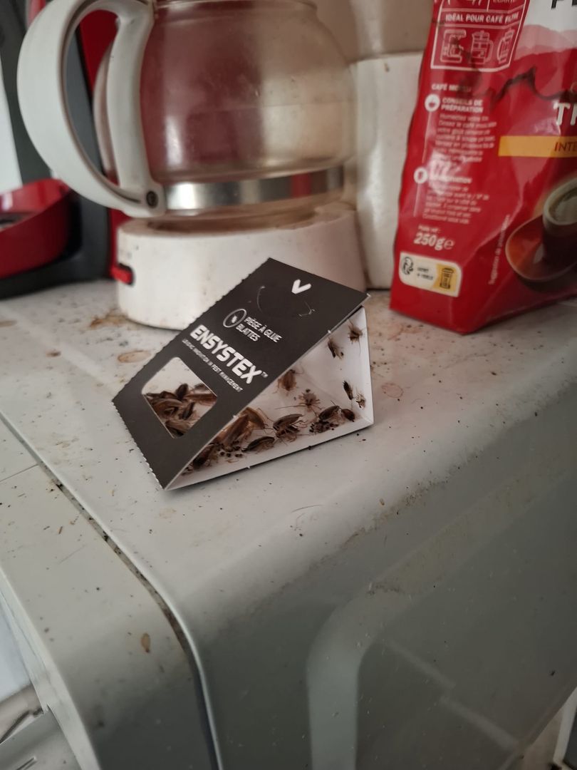 Piège à phéromones Ensystex rempli de blattes germaniques après quelques jours, intervention à Castres.