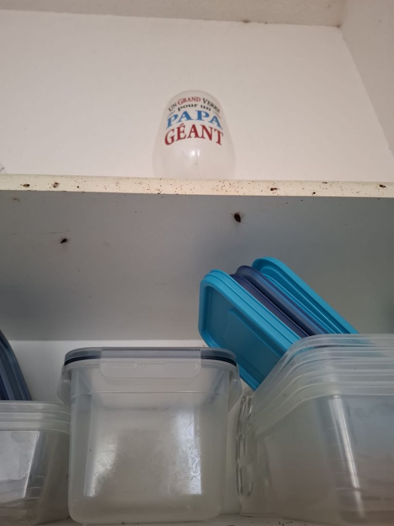 Infestation de blattes germaniques dans un placard à Castres, intervention Christophe Guérin 3D.