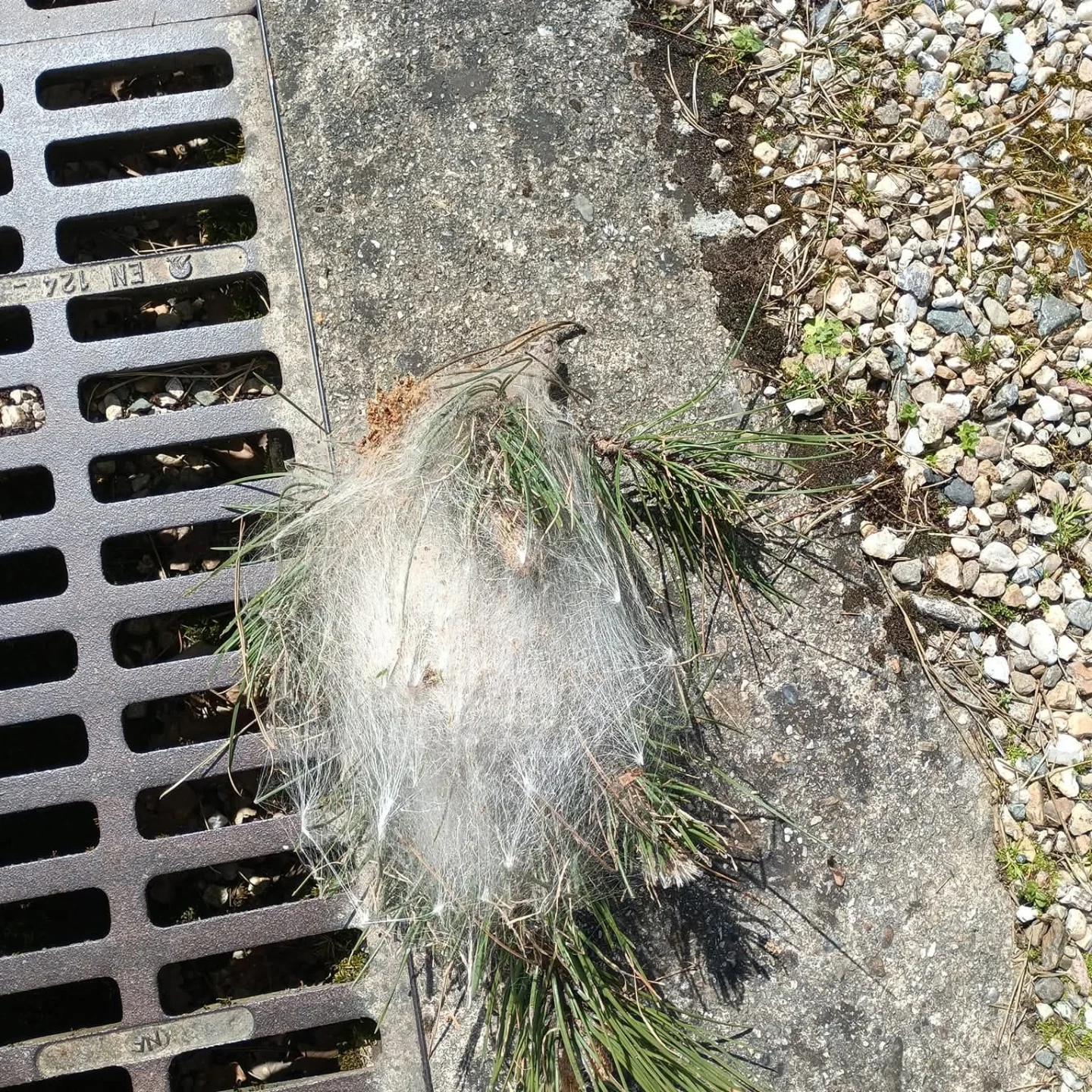 Une branche de pin tombée au sol envahie par un nid de chenilles processionnaires.