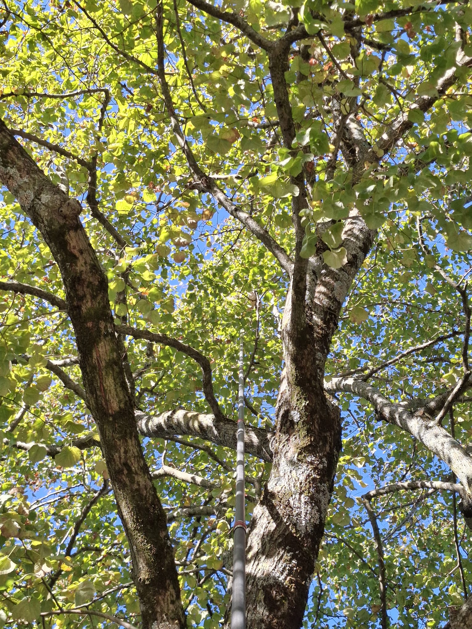 Un nid de guêpes en fin de saison dans un arbre à Castres.