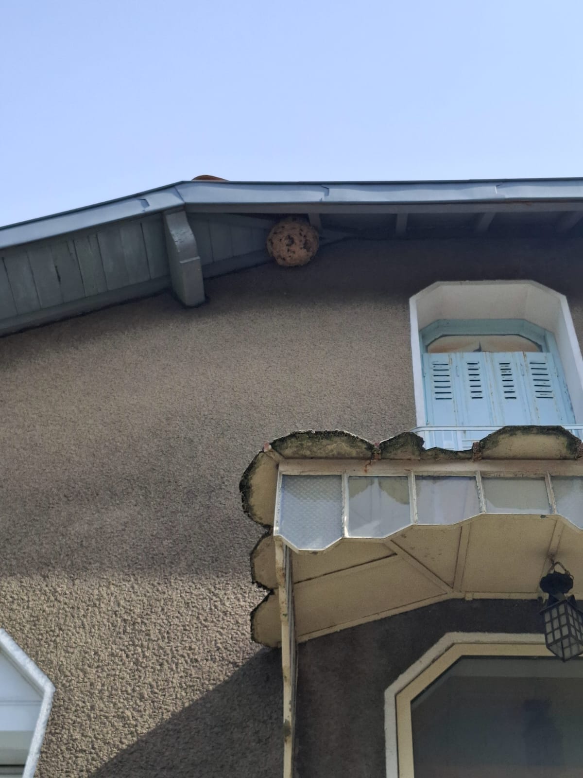 Nid de frelons asiatiques dans un arbre aux Martys, Montagne Noire