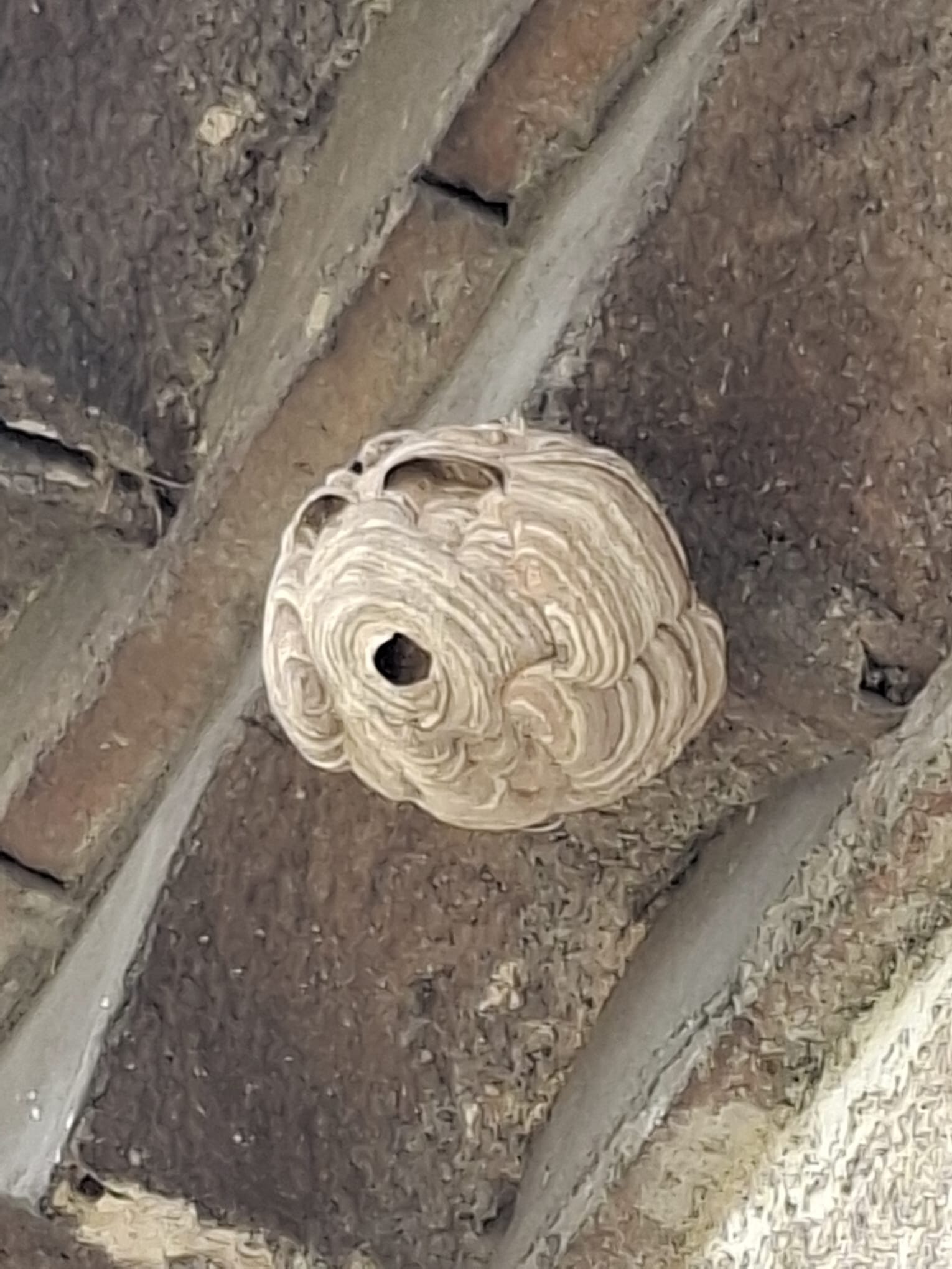 Nid de frelons asiatiques sous une toiture à Bram.