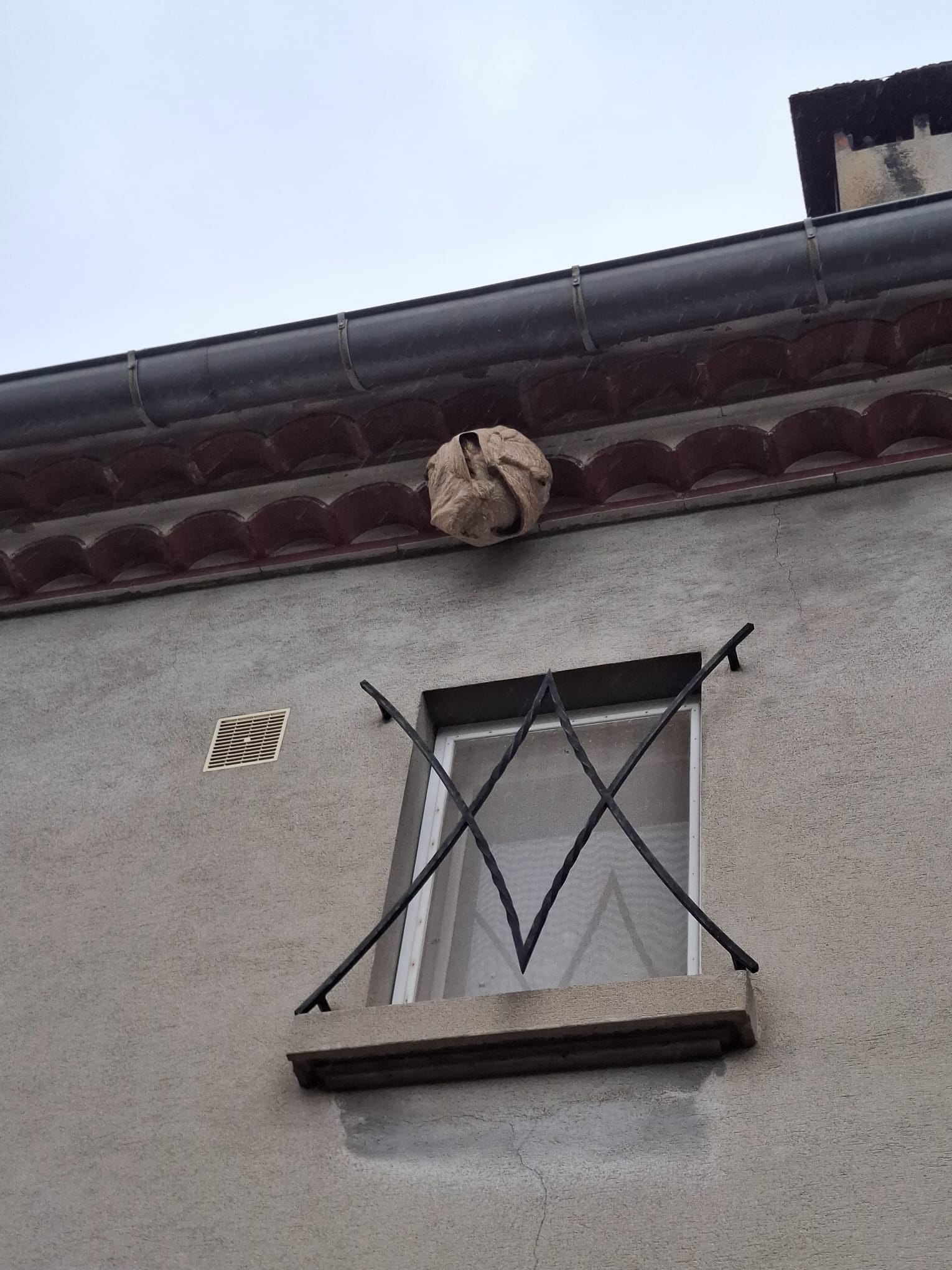 Un nid de frelons sous le toit d'une maison à Saint-Amans.