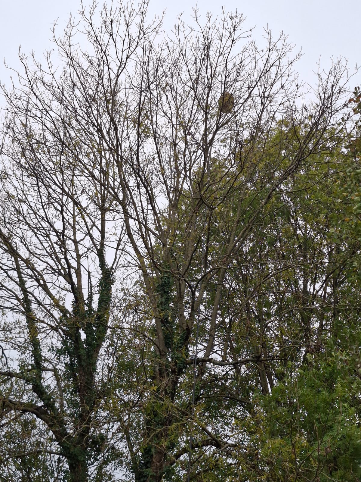 Un imposant nid de frelons en octobre dans un arbre à Bram.