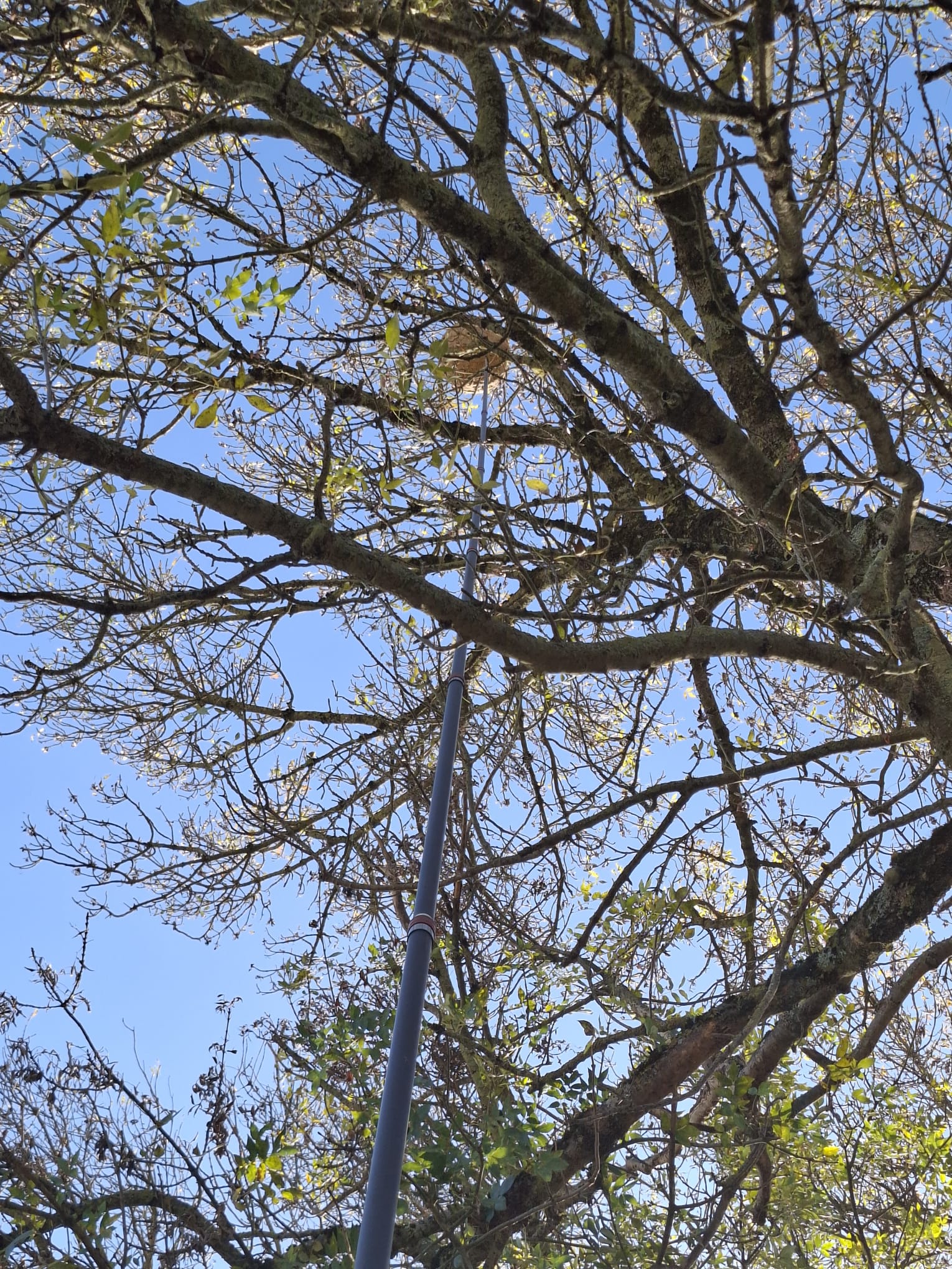 Un important nid de frelons asiatiques dans un arbre à Carcassonne.
