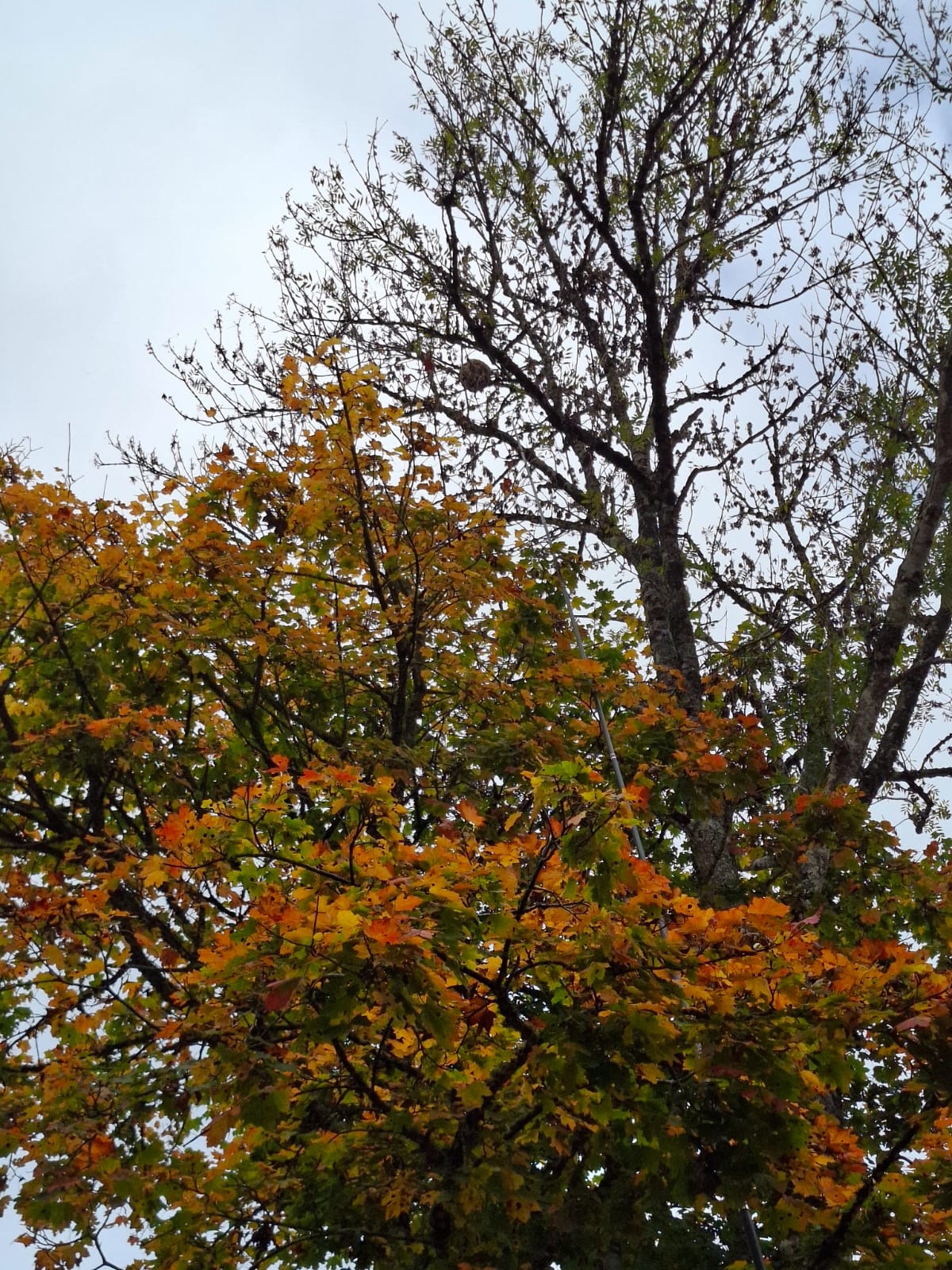Un nid de guêpes dans un arbre à Lagarrigue.