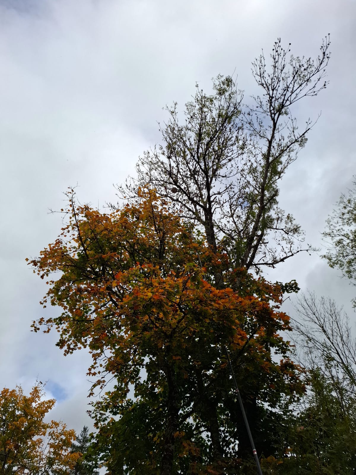 Un nid de guêpes dans un arbre à Pont-de-Larn.