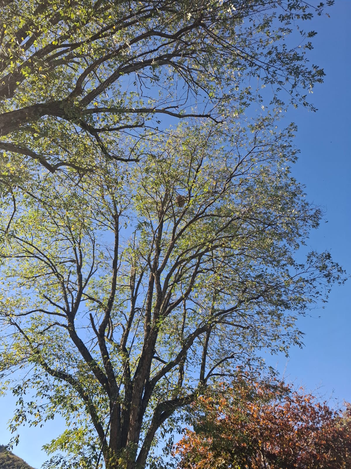 Un imposant nid de frelons dans un arbre à Trèbes.
