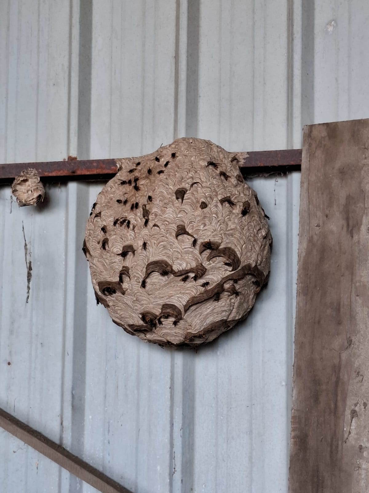 Nid de frelons asiatiques dans un garage à Mazamet.