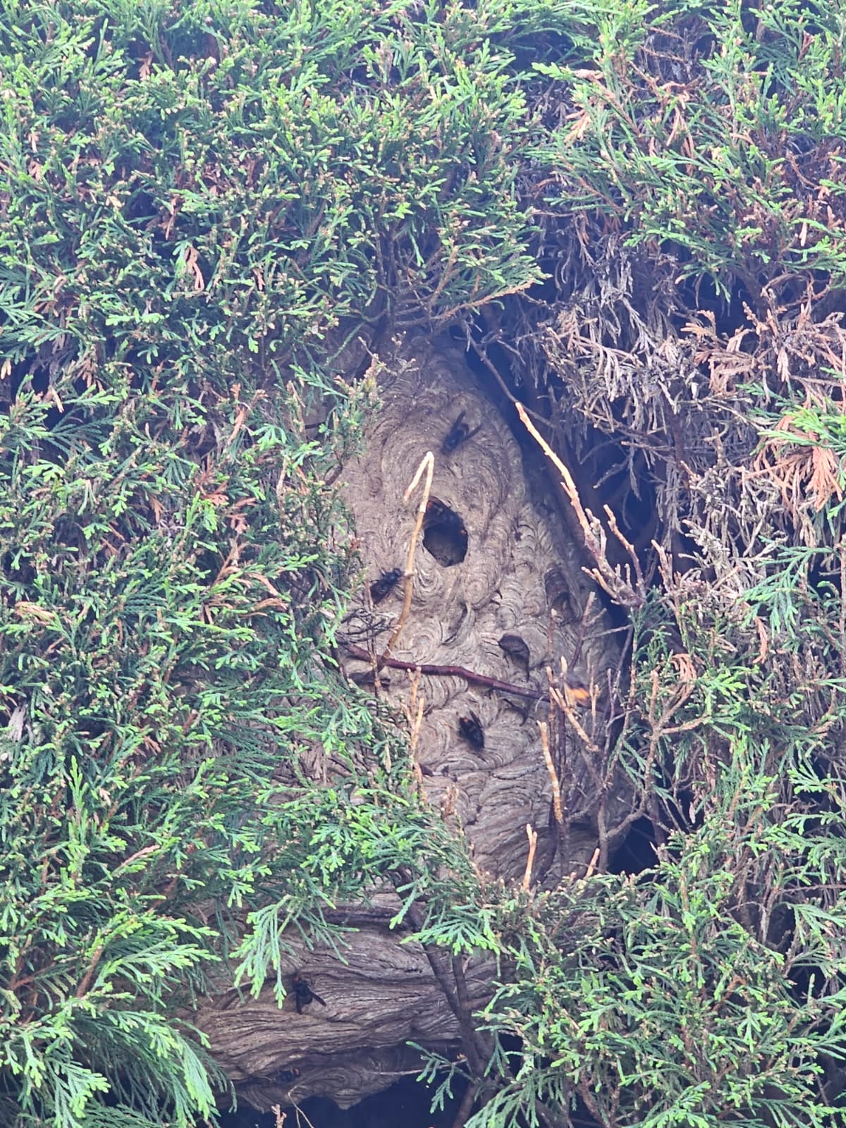 Un nid de frelons dans une haie pose un vrai danger pour votre famille.