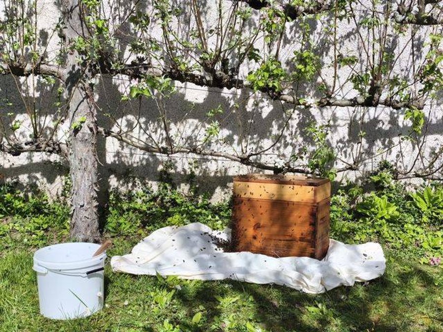 Retour d'un essaim d'abeilles dans une ruchette après récupération