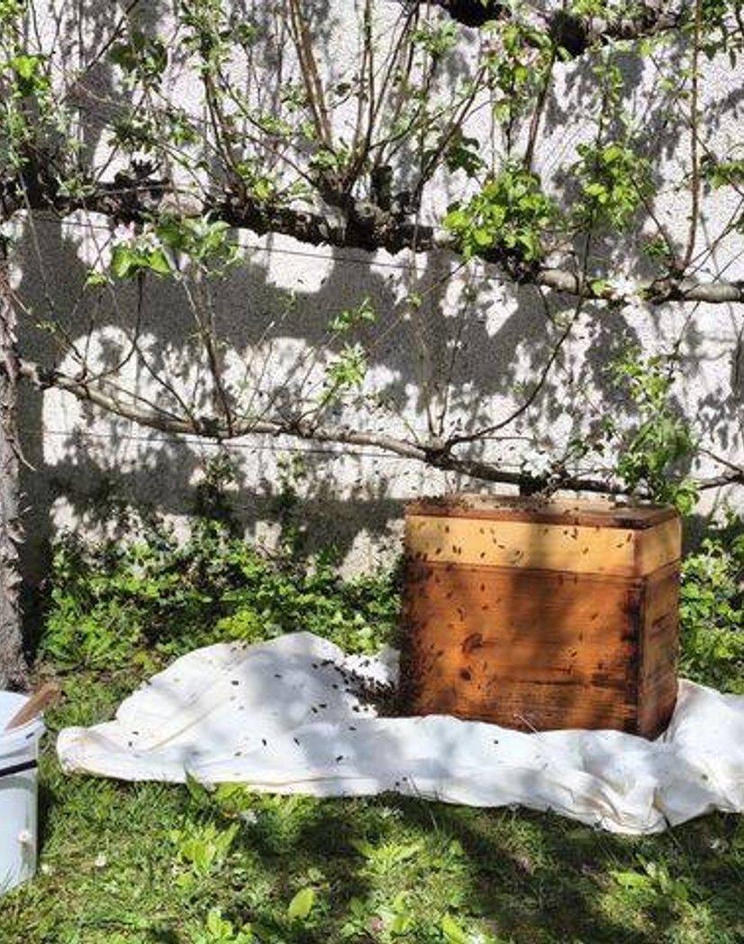 Retour d'un essaim d'abeilles dans une ruchette après récupération