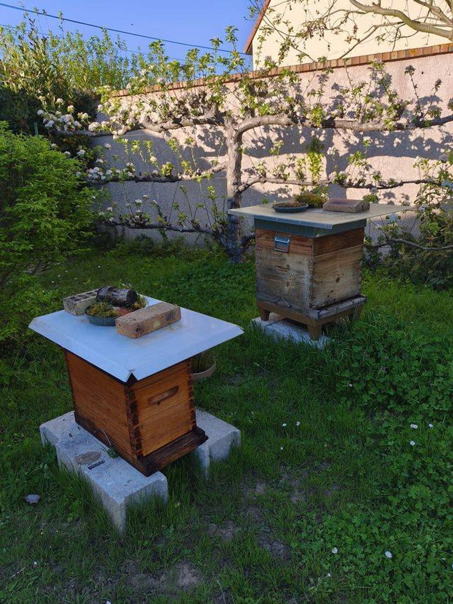 Plusieurs ruchettes installées pour accueillir des essaims récupérés dans le Tarn