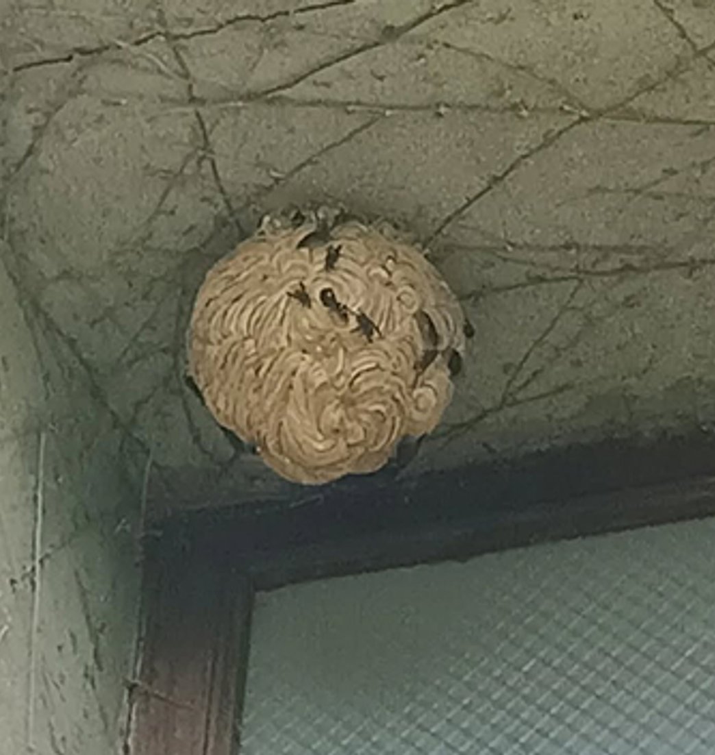 Gros plan d'un nid de frelons asiatiques sur un mur, devant une fenêtre à Carcassonne