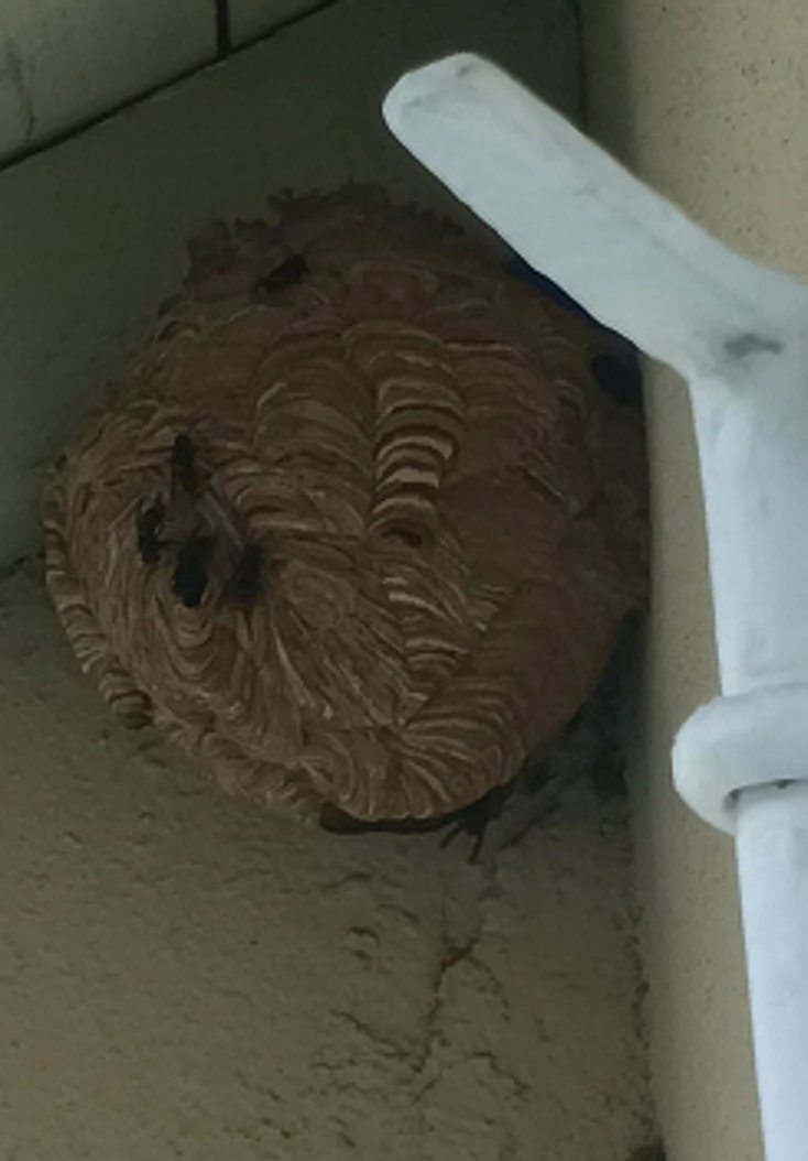 Gros plan d'un nid de frelons asiatiques sur un mur, derrière une goutière à Carcassonne