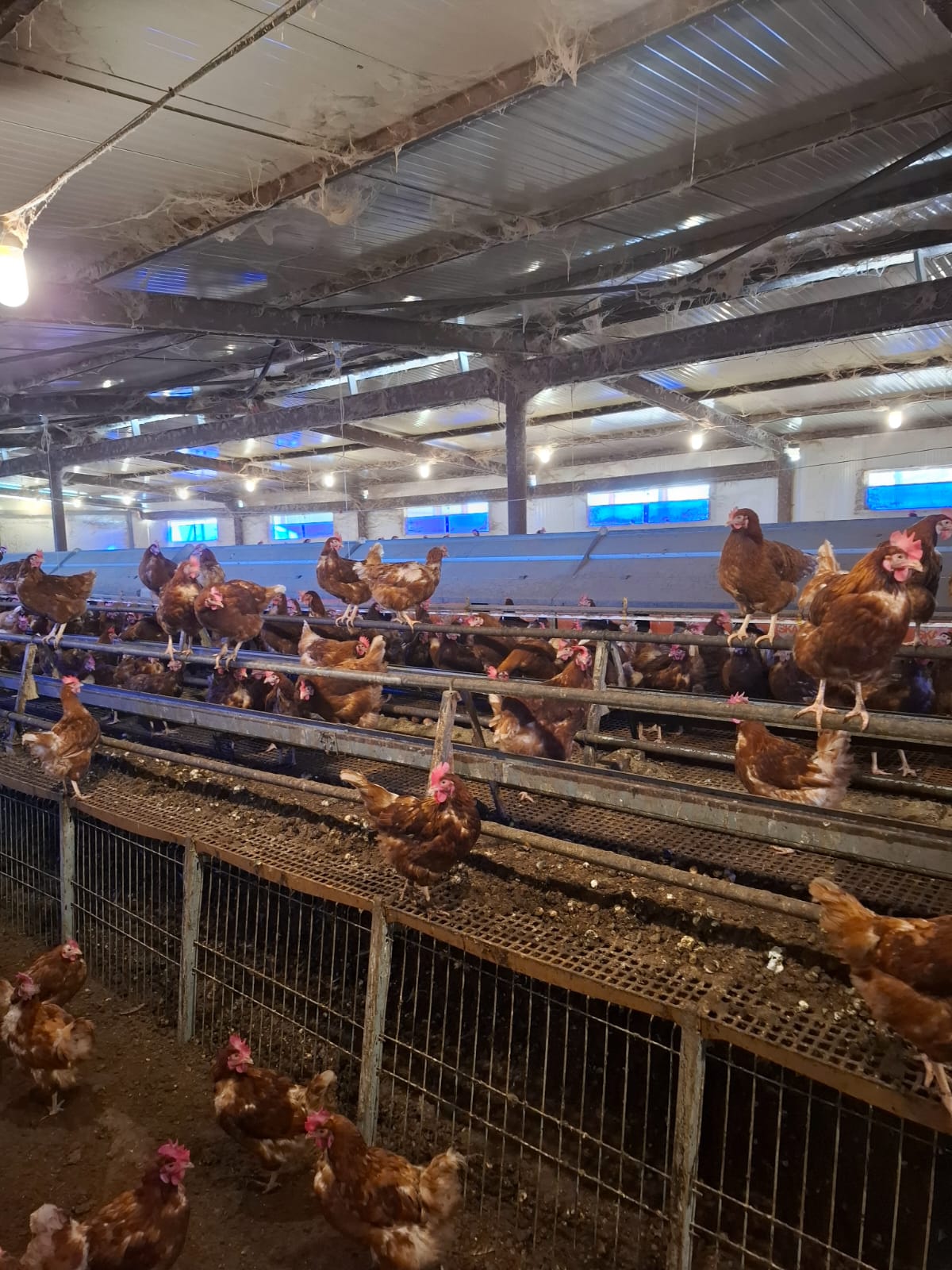 Désinfection professionnelle d'un poullailer indutriel dans le tarn.