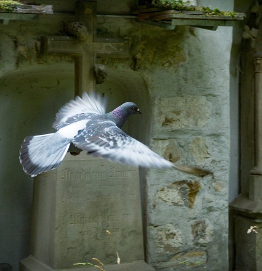 Nuisance pigeon - nusible pigeon - Christophe Guérin 3D - Services anti-nuisible à Mazamet, Castre, Carcassonne