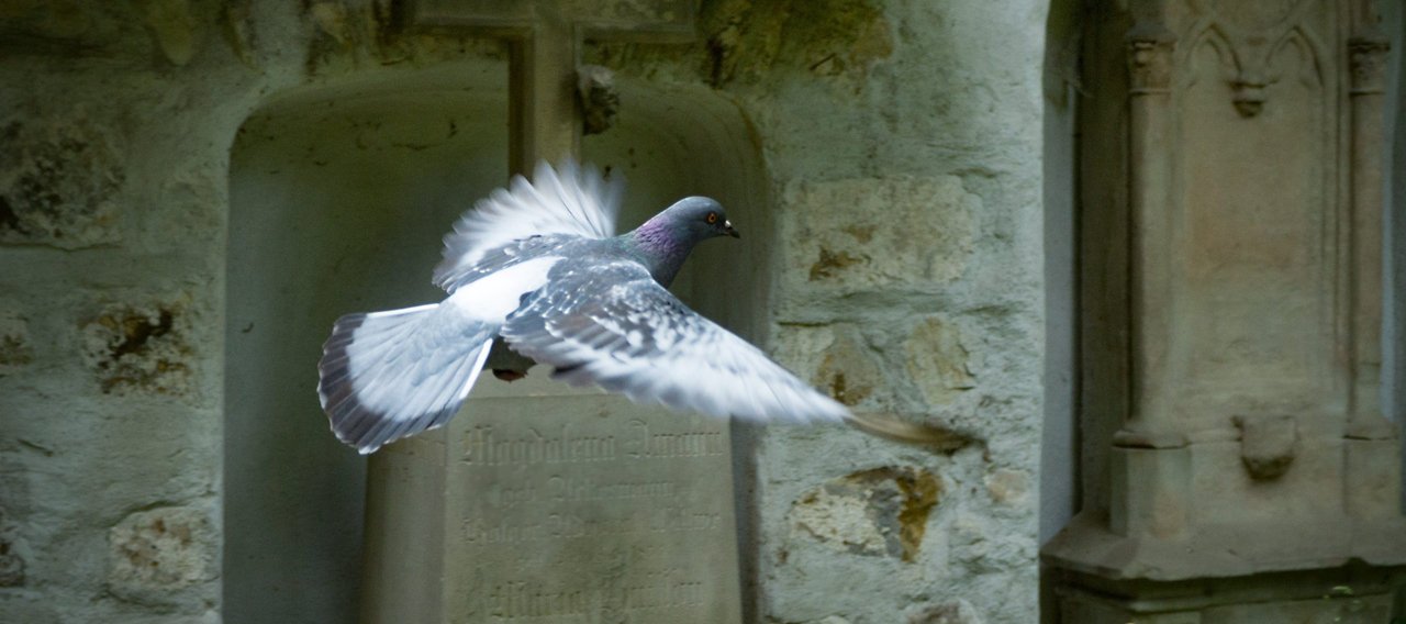 Nuisance pigeon - nusible pigeon - Christophe Guérin 3D - Services anti-nuisible à Mazamet, Castre, Carcassonne