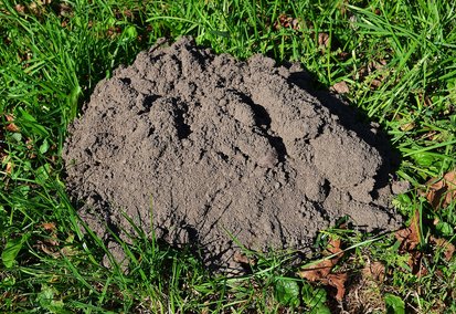 Exterminateur de taupes à Mazamet - Christophe Guérin dératiseur Mazamet