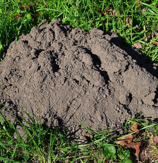 Exterminateur de taupes à Mazamet - Christophe Guérin dératiseur Mazamet