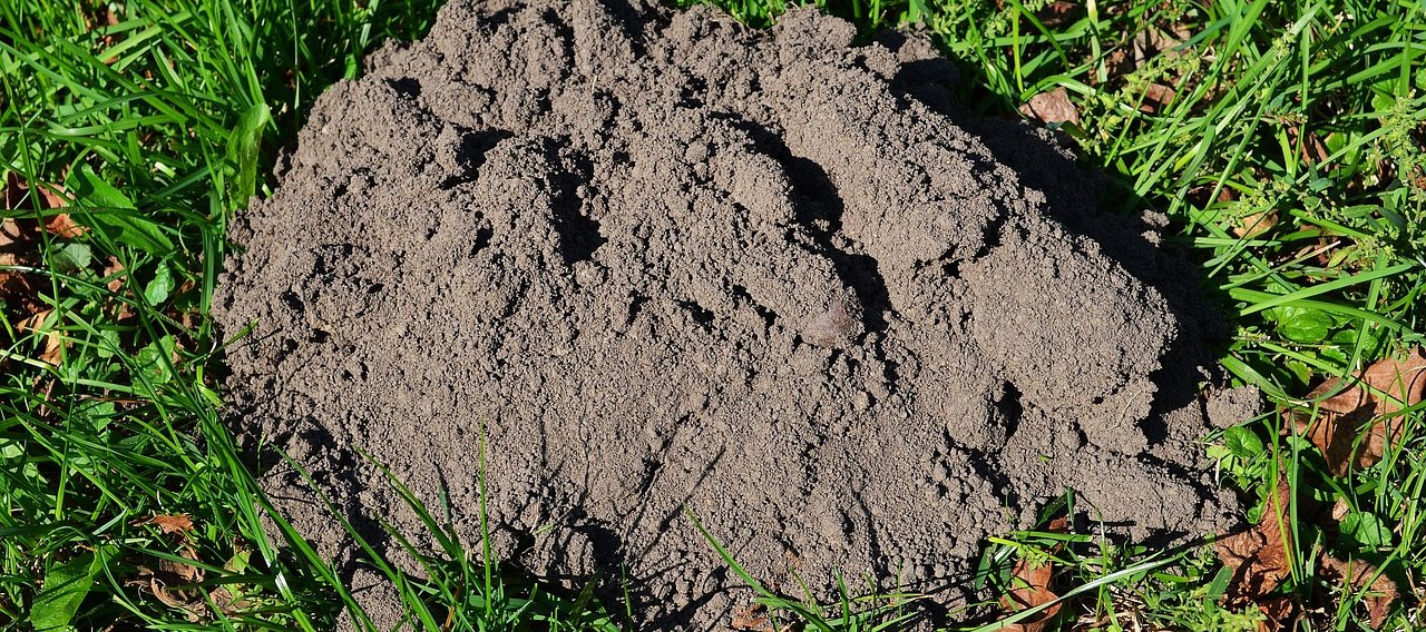 Exterminateur de taupes à Mazamet - Christophe Guérin dératiseur Mazamet