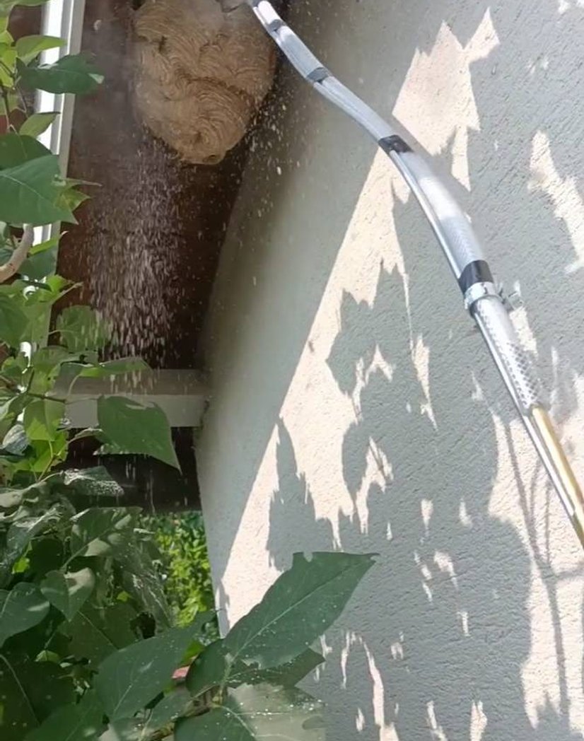 Gros plan sur injection de poudre biocide dans nid de frelons - Mazamet