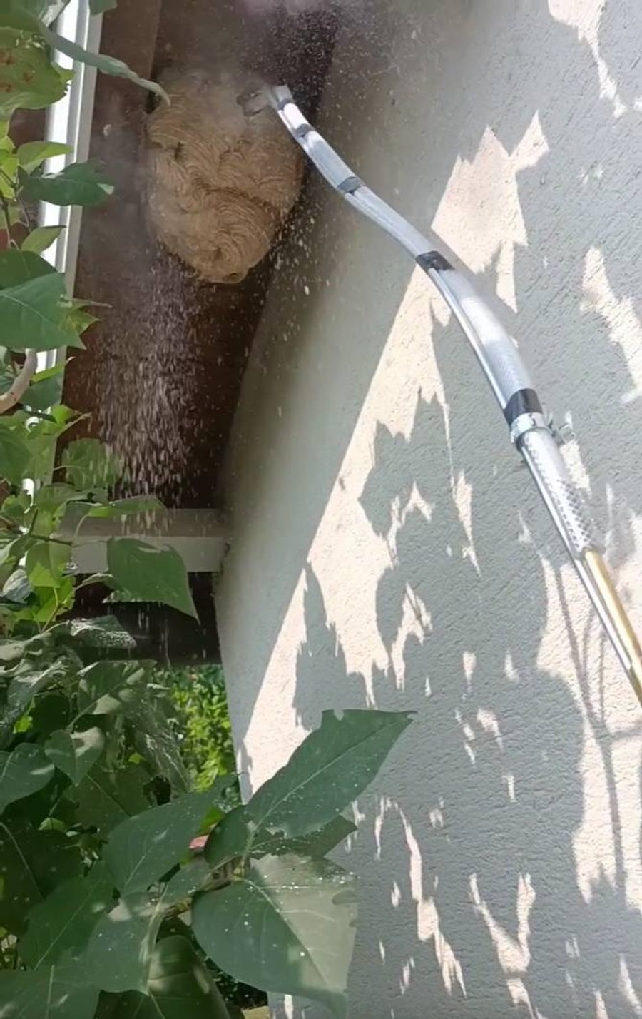 Injection de poudre biocide dans un nid de frelons avec perche télescopique