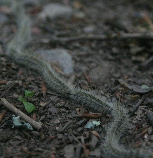 Installation de piège à chenilles processionnaires