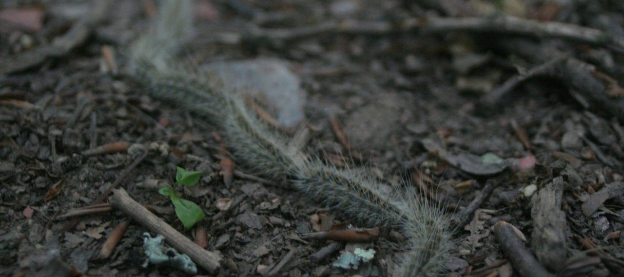 Installation de piège à chenilles processionnaires